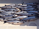 Originator Fishing Charter :: Photo Gallery