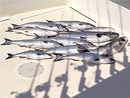 Originator Fishing Charter :: Photo Gallery Originator Fishing Charter :: Photo Gallery