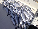 Originator Fishing Charter :: Charter Rates